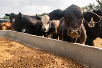 cattle at a trough