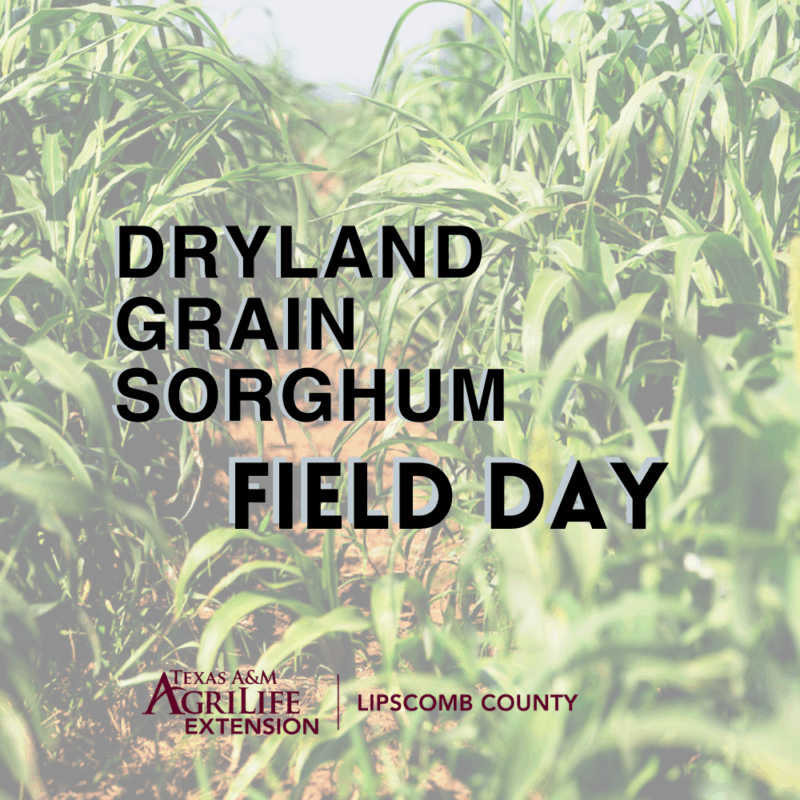 A sorghum field with the program name over