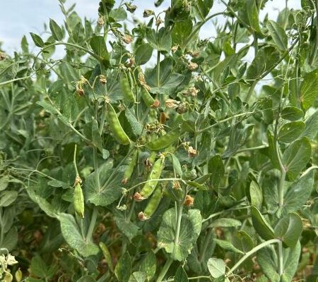 peas in a field May 2024