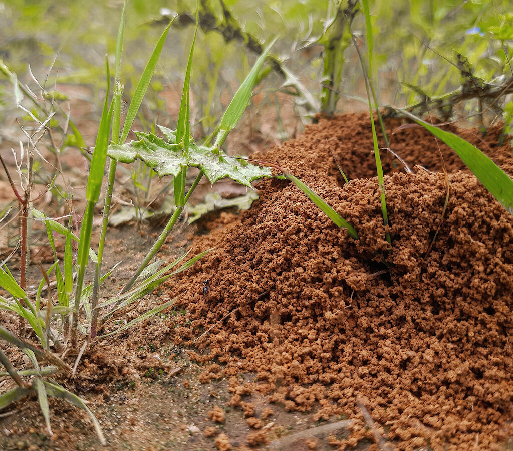 fire ant hill in the grass