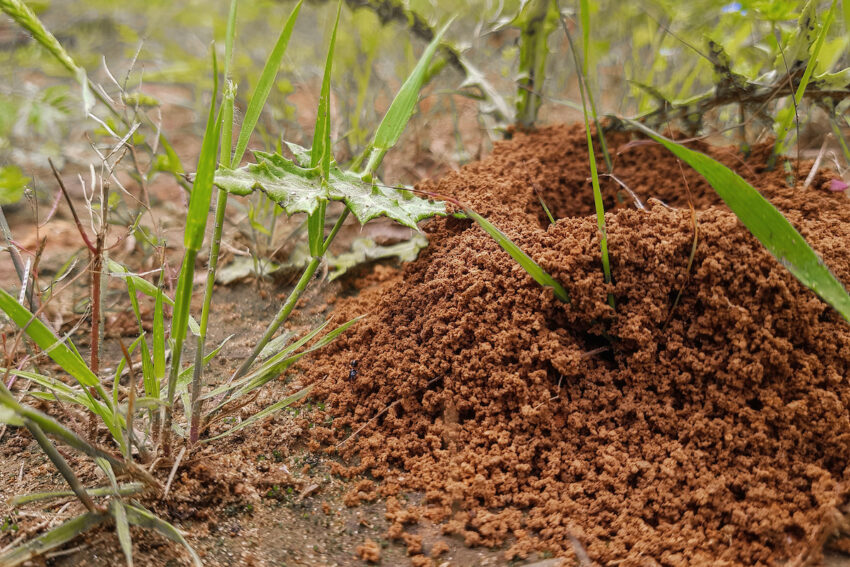 fire ant hill in the grass