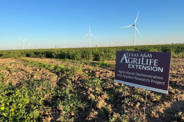 cotton field research plot 2024