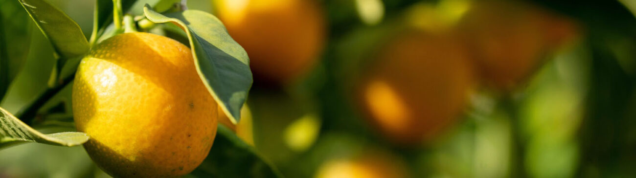 Oranges growing on a tree