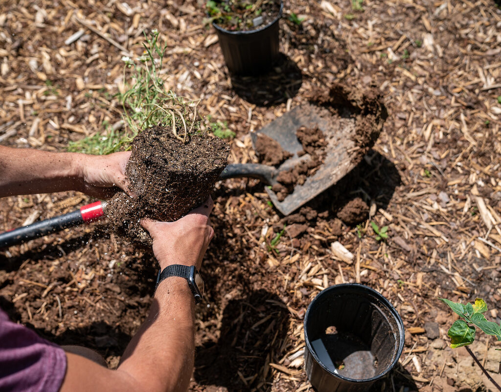 Texas A&M Extension Office provides tree-planting tips