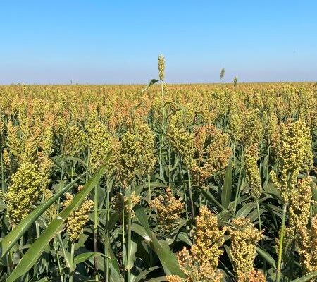 sorghum field