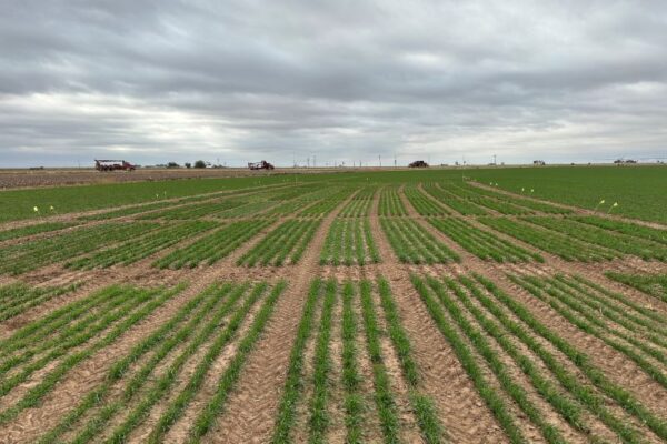 Wheat field 2024