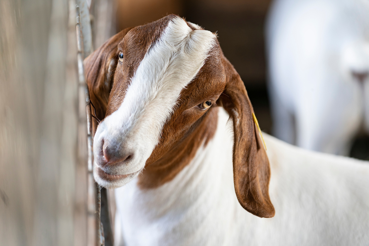 Texas 4-H Goats Project - Texas A&M Agrilife Extension Service