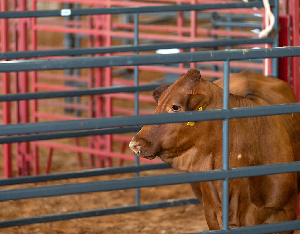 Cow facing left between fences