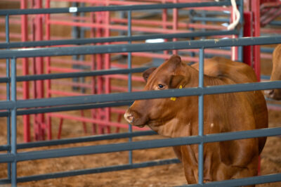 Cow facing left between fences