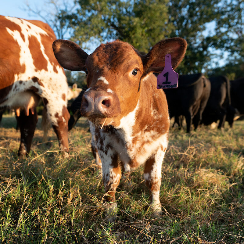 calf with an ear tag