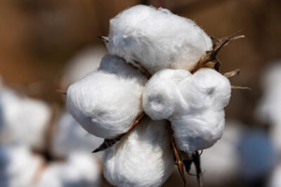 cotton boll