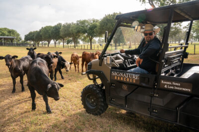 rancher driving a 4-wheeler near some cattle