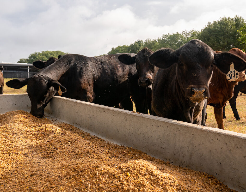 Livestock Nutrition – Texas A&M Agrilife Extension Service