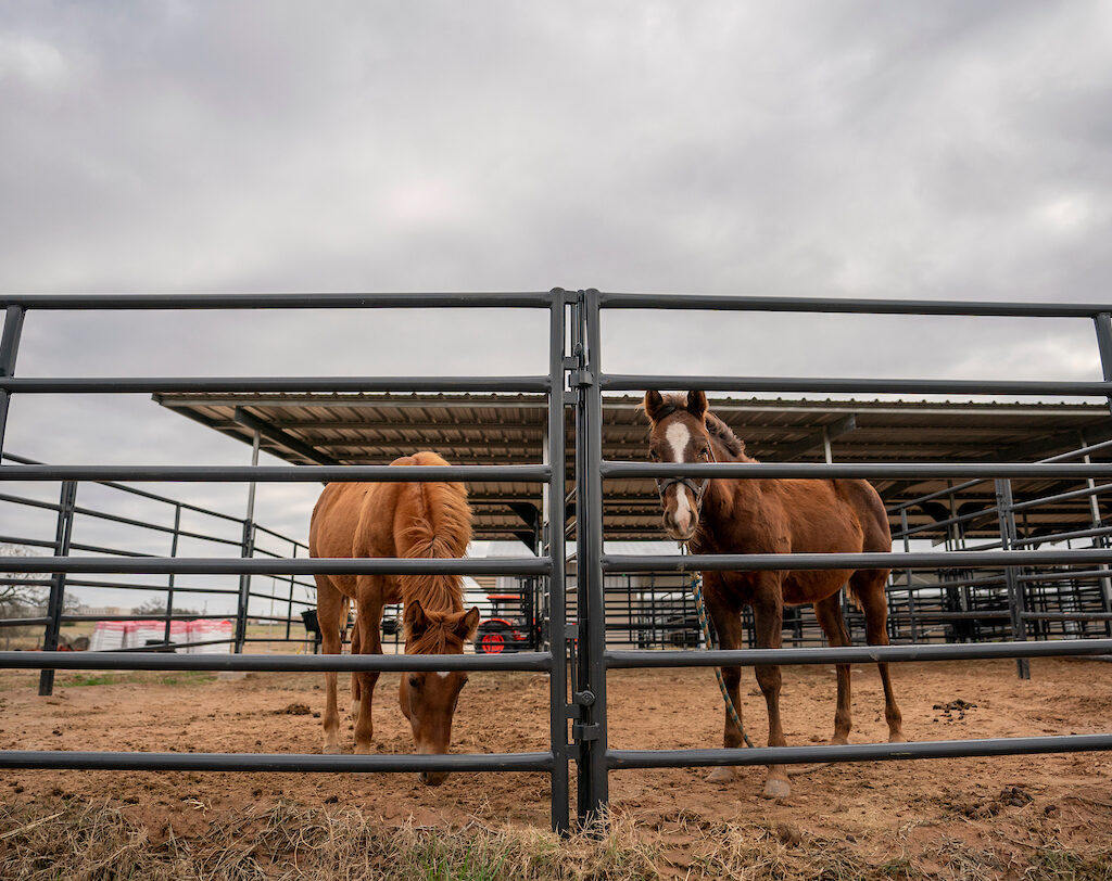 two horses standing in pen