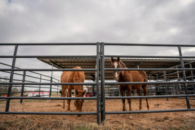 two horses standing in pen