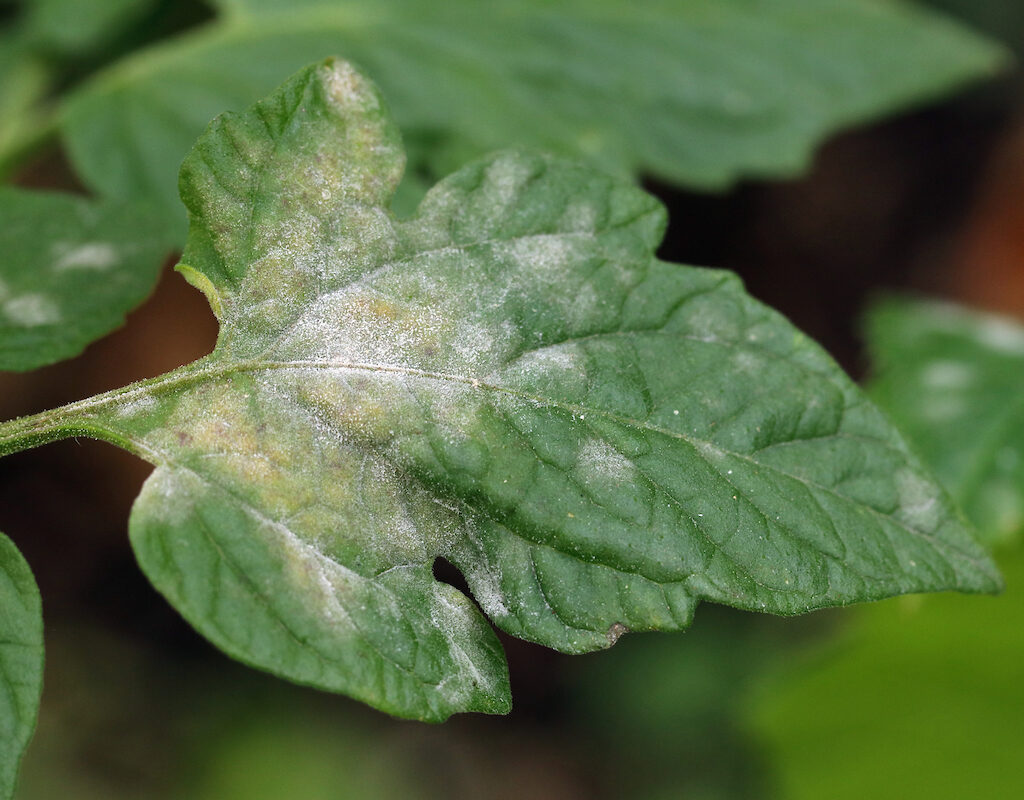 powdery mildew fungus on a tomato leaf