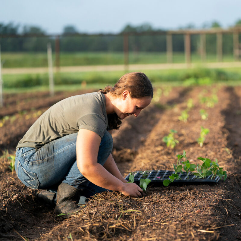 A woman transplants seedlings to a garden row