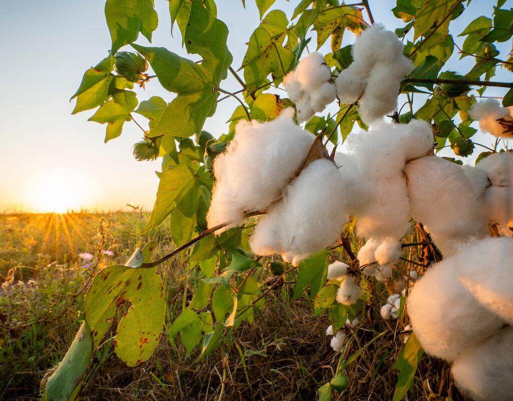 cotton plants in a field