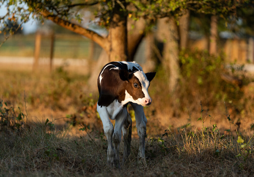 young cow under a tree