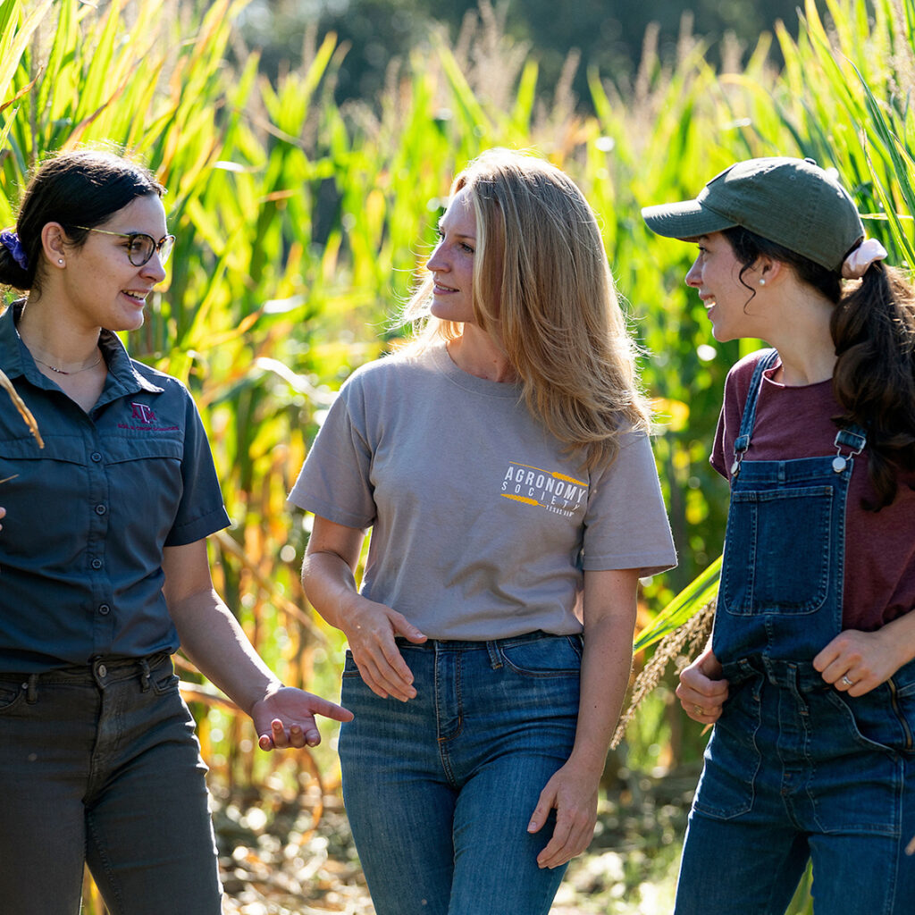 Three women in a corn field