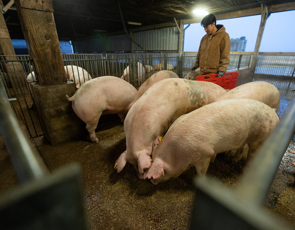 man herding pigs in a barn
