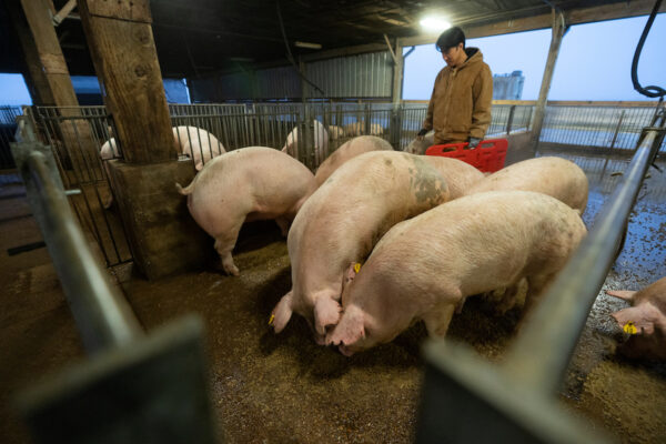 man herding pigs in a barn