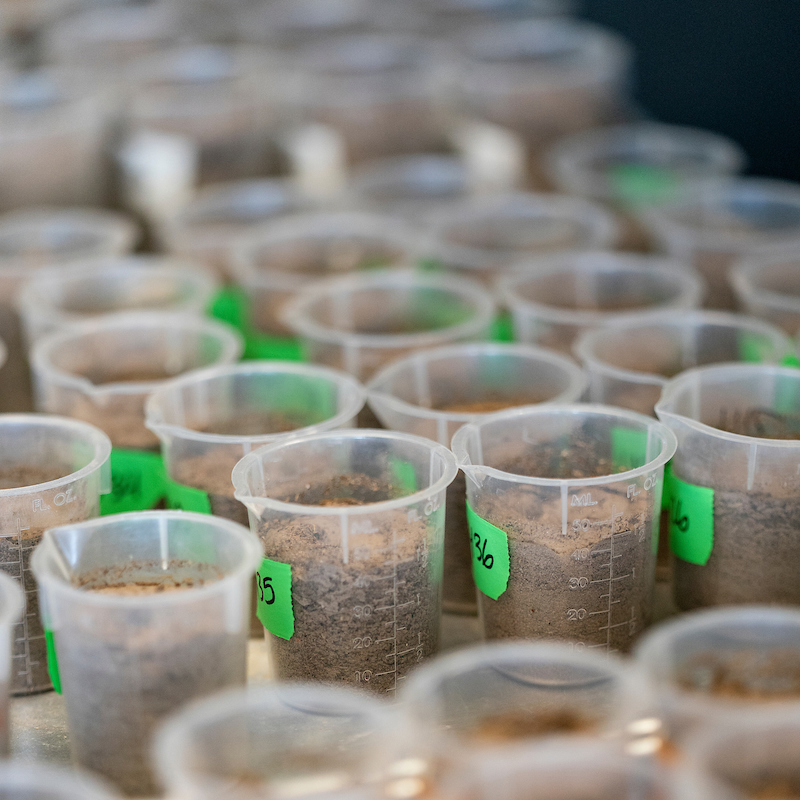 labeled soil samples in small clear cups