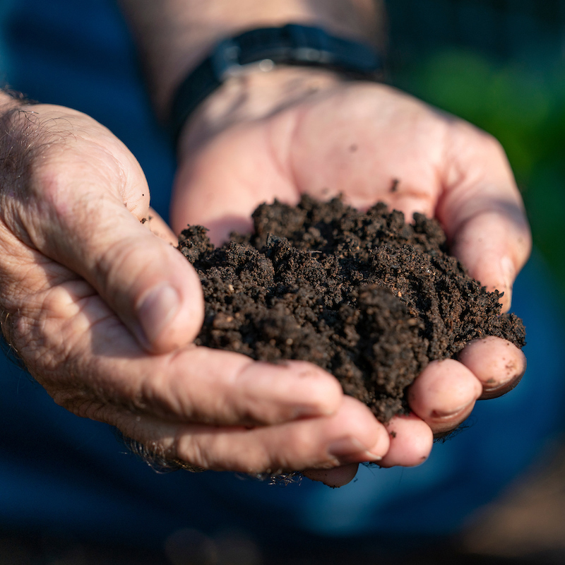 cupped hands holding soil