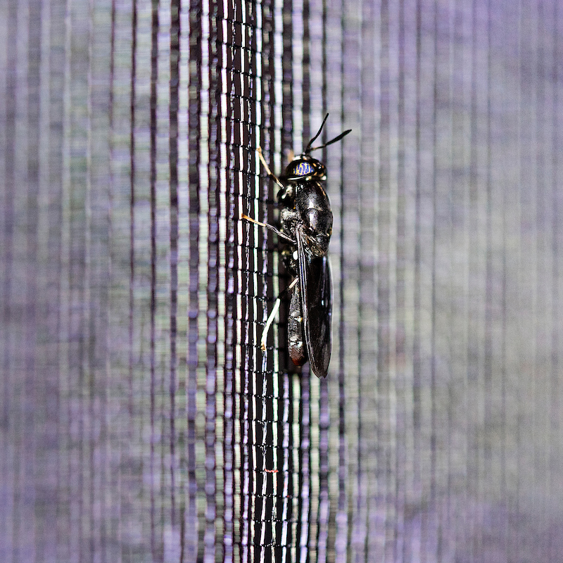 A soldier fly on a window screen