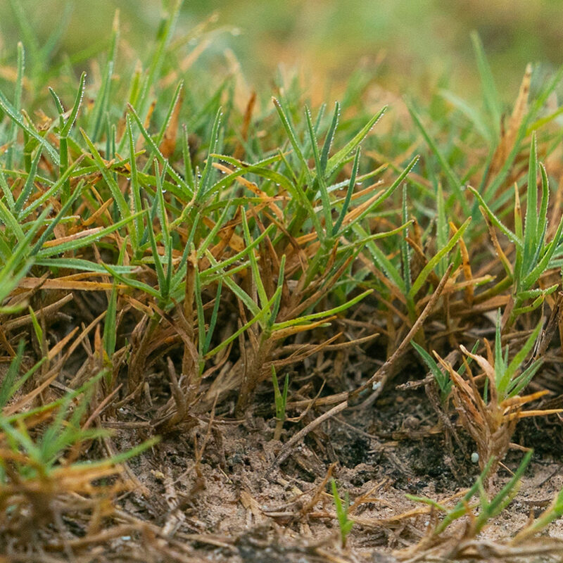 Dynamic grass color scale display technique based on grass length