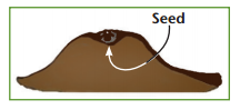 diagram showing where to plant the beet seed in the ridge