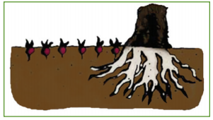 diagram of plants planted too close to tree roots
