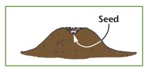 diagram showing how to deep a carrot seed should be planted under soil
