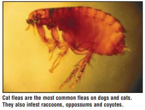 Cat fleas are the most common fleas on dogs and cats