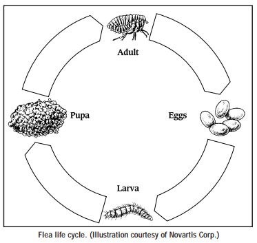 Flea life cycle showing how fleas grow from eggs to larva to pupa to adult