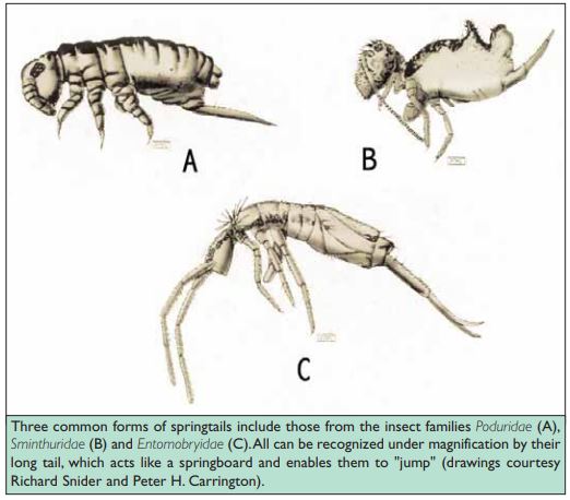 Three common forms of springtails include those from the insect families Poduridae (A), Sminthuridae (B) and Entomobryidae (C). All can be recognized under magnification by their long tail, which acts like a springboard and enables them to "jump" (drawings courtesy Richard Snider and Peter H. Carrington).