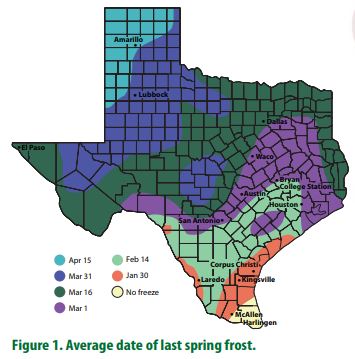 Map of Texas showing the average date of last springl frost