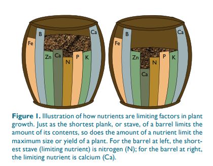 Illustration of how nutrients are limiting factors in plant growth. Just as the shortest plank, or stave, of a barrel limits the amount of its contents, so does the amount of a nutrient limit the maximum size or yield of a plant. For the barrel at left, the shortest stave is nitrogen. For the barrel at right, the limiting nutrient is calcium.