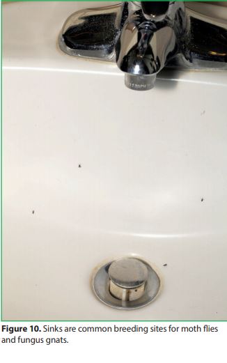 Sinks are common breeding sites for moth flies and fungus gnats.