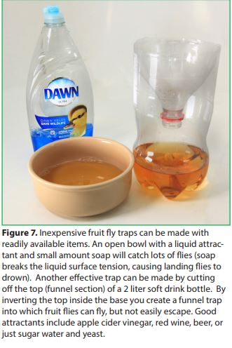 Inexpensive fruit fly traps can be made with readily available items. An open bowl with a liquid attractant and small amount soap will catch lots of flies (soap breaks the liquid surface tension, causing landing flies to drown). Another effective trap can be made by cutting off the top (funnel section) of a 2 liter soft drink bottle. By inverting the top inside the base you create a funnel trap into which fruit flies can fly, but not easily escape. Good attractants include apple cider vinegar, red wine, beer, or just sugar water and yeast.