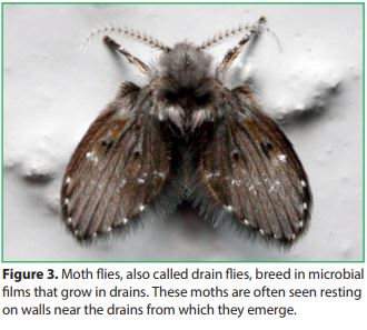 Moth flies, also called drain flies, breed in microbial films that grow in drains. These moths are often seen resting on walls near the drains from which they emerge.