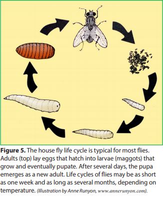 The house fly life cycle is typical for most flies. Adults lay eggs that hatch into larvae (maggots) that grow and eventually pupate. After several days, the pupa emerges as a new adult. Life cycles of flies may be as short as one week and as long as several months, depending on temperature. (Illustration by Anne Runyon, www.annerunyon.com).