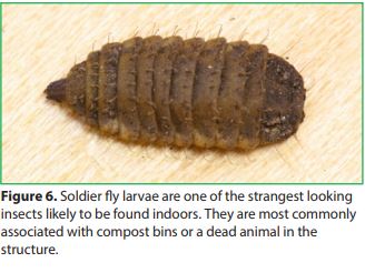 Soldier fly larvae are one of the strangest looking insects likely to be found indoors. They are most commonly associated with compost bins or a dead animal in the structure.