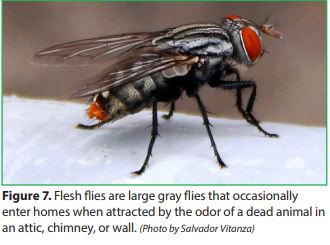 Flesh flies are large gray flies that occasionally enter homes when attracted by the odor of a dead animal in an attic, chimney, or wall. (Photo by Salvador Vitanza)