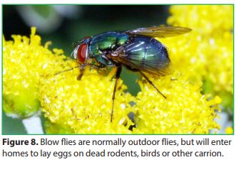 Blow flies are normally outdoor flies, but will enter homes to lay eggs on dead rodents, birds or other carrion.