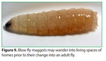 Blow fly maggots may wander into living spaces of homes prior to their change into an adult fly.