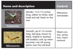 Cutworms are 1/2 to 1 1/2 inch long insects that can be yellow to white with a dark head and tail. Cutworms feed on the root. You can control cutworms with wireworm nematodes. Wireworms are smooth insects up to 1 1/4 inch long. Wireworms are dull gray, brown to black, striped or spotted, and are soft bodied. Wireworms curl up when touched and cut off young plants near the soil level. You can control wireworms with weed control, sanitation, and hand removal.