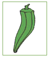 illustration of okra that is ready to harvest
