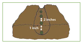 diagram showing how to space okra seeds in the ground