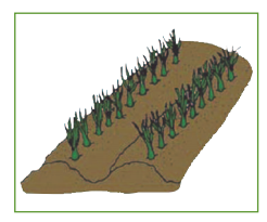 diagram of onion plants in rows with 5-6 leaves each